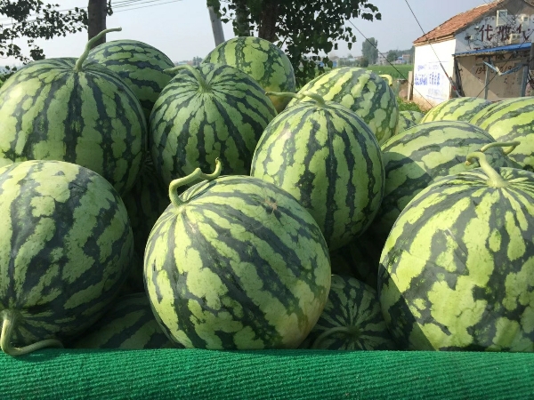 开封通许西瓜什么时候上市，基地代办联系方式