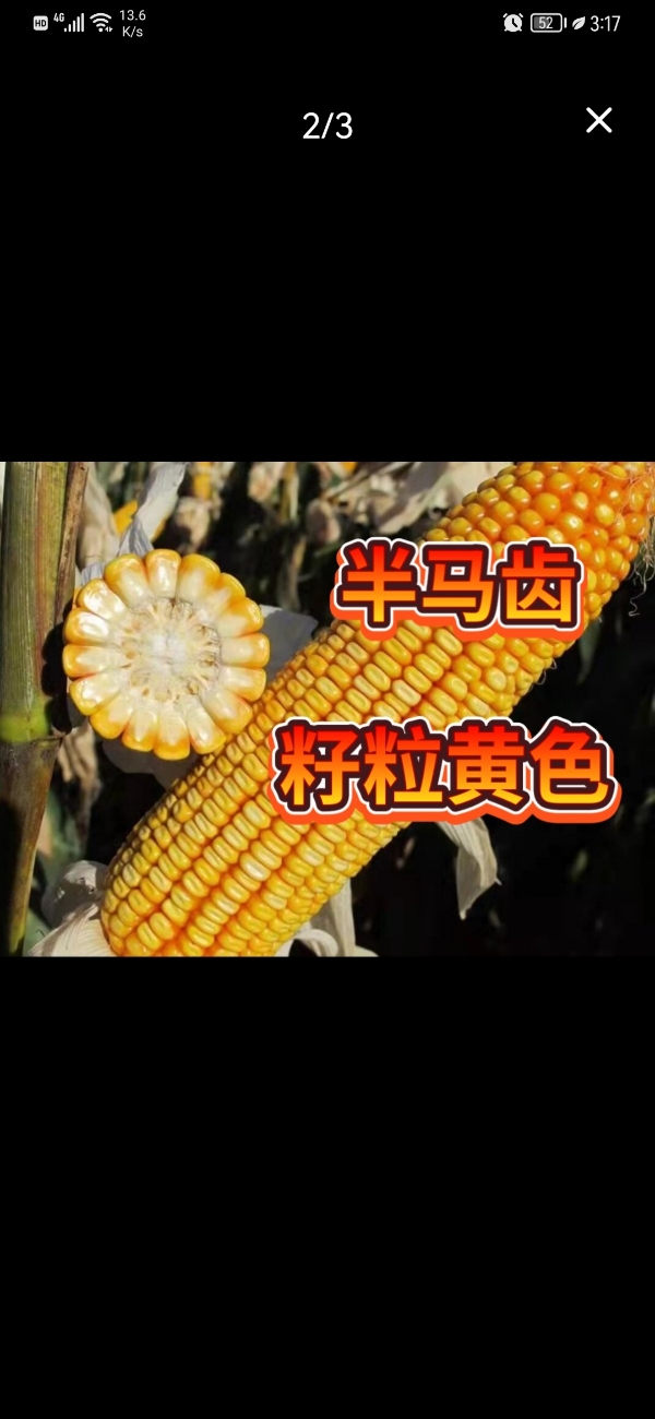 京科968玉米种子 8000粒 厂家正品