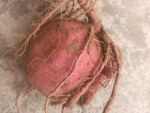 售卖红薯0.8元/斤