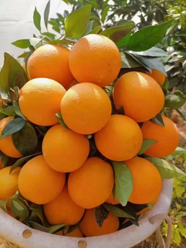 赣南脐橙，赣州市瑞金市旺达农产品发展脐橙加工厂