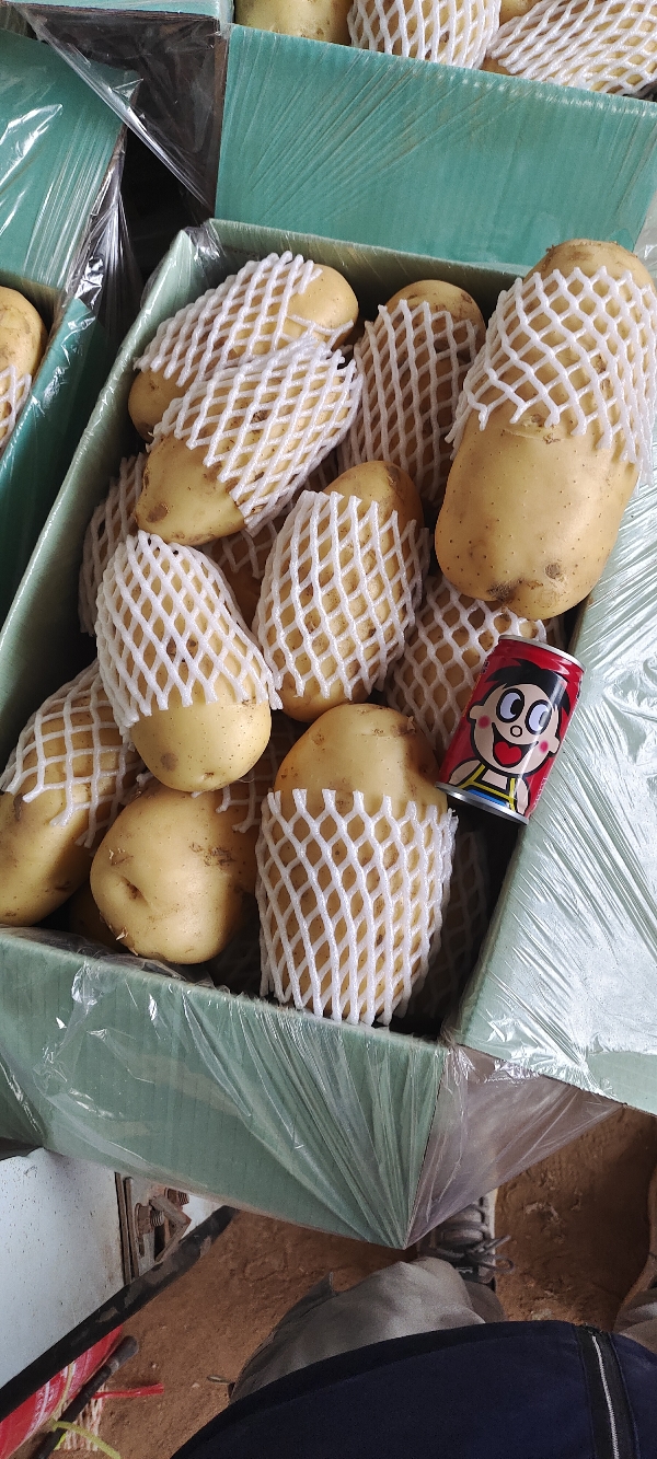 山东土豆，荷兰十五土豆基地大量供应全年有货