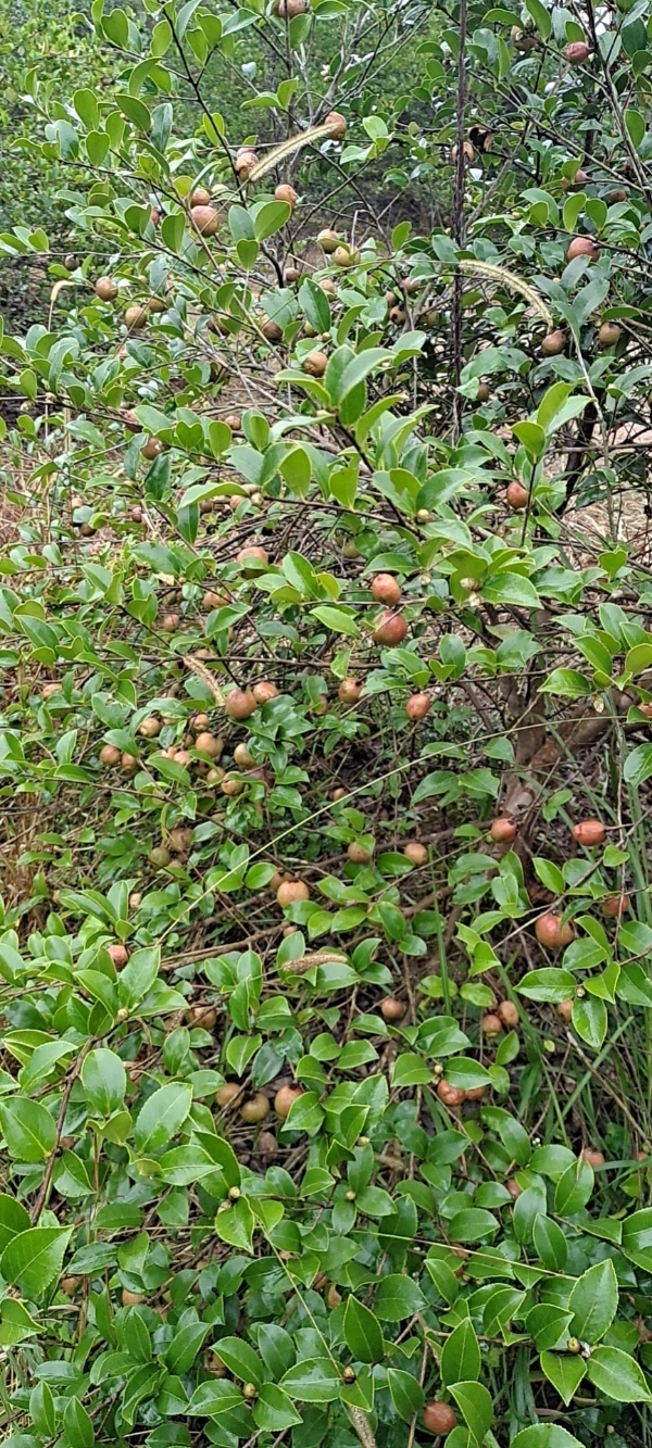 江西崇仁、自种油茶千亩