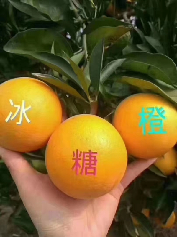 芷江产业基地优质冰糖橙
