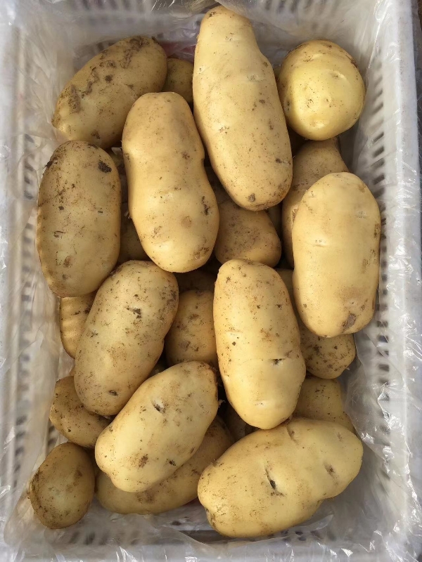 青岛平度新土豆上市，需要的联系