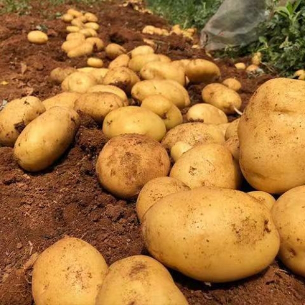 【专业代办】四川大凉山会理新鲜现挖丽薯六号土豆