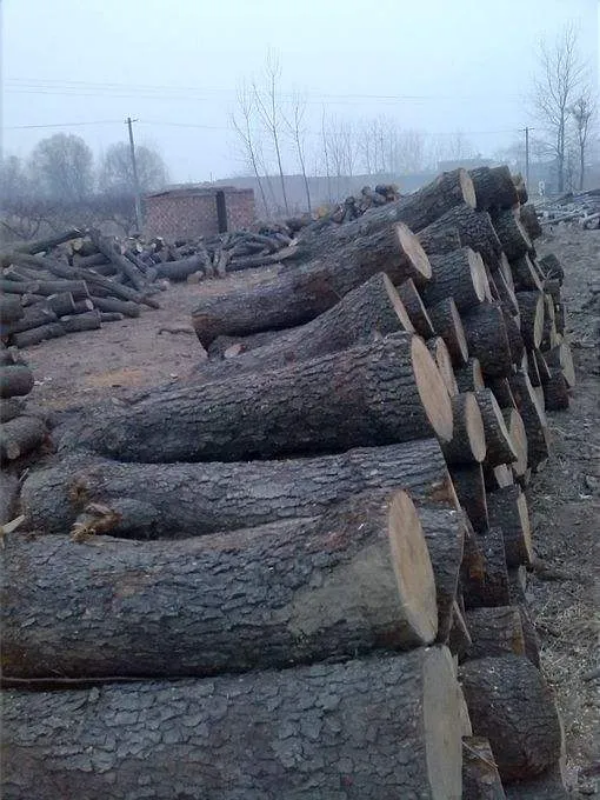 河南南阳种木耳的木材，可以粉锯末以及原木出售