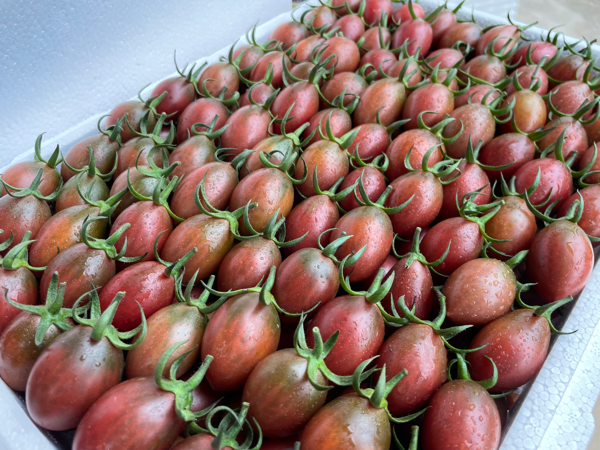 千亩迷彩圣女果番茄基地常年供应电商社区紫弹头子弹头