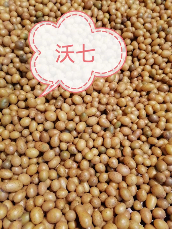 河北省张家口市张北县，微型薯，原原种
