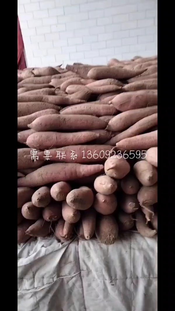 红薯莲菜红萝卜葱苗