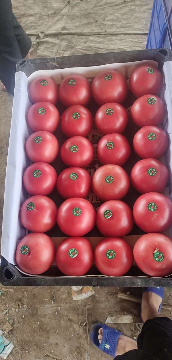 大棚西红柿产地一手货源价格便宜质量保证支持全国代发
