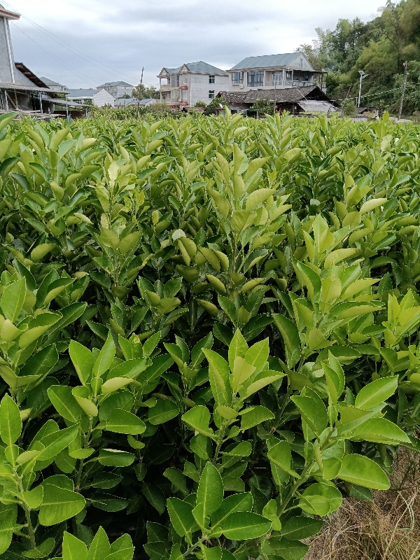 冰糖柚苗，又名麻麻柚安江小香柚，是安江一大特产