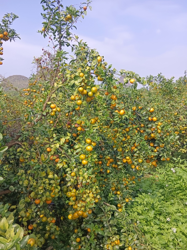 金葵沙糖桔 实力代办 （原产地）