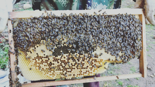 云南昆明大量出售蜜蜂13987100623