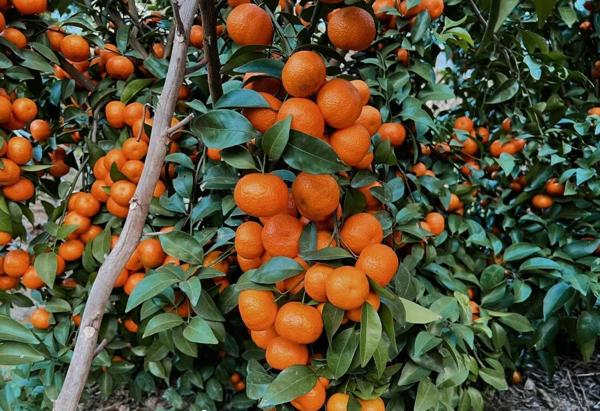 桂林恭城精品砂糖橘（包园代收代发）