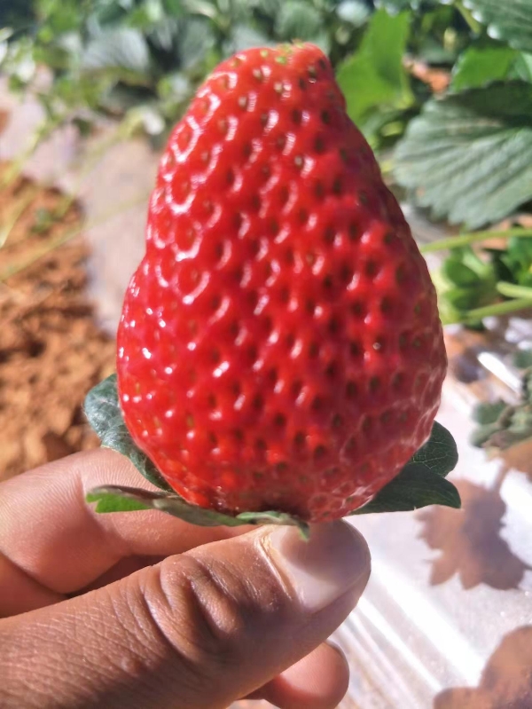 云南永仁草莓🍓