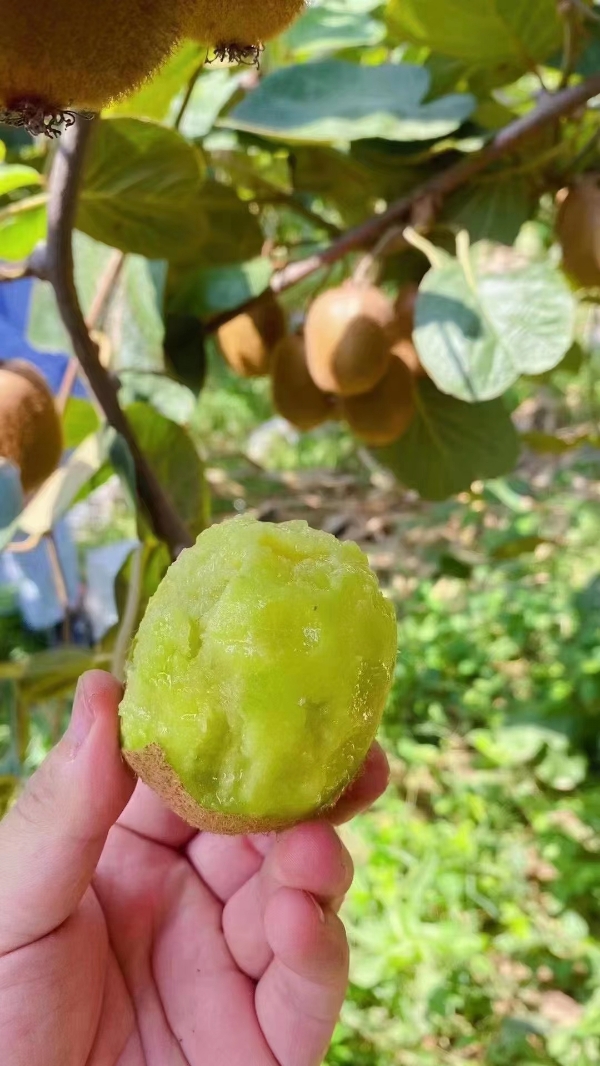 徐香猕猴桃预定中🥝 🥝 
自家种植，果园直供！