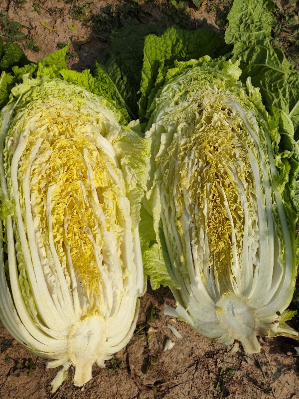 安徽宿州埇桥区黄心白菜寻求收购。