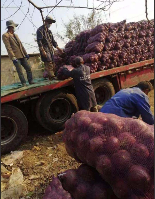 新疆伊犁洋葱大量出售几千吨