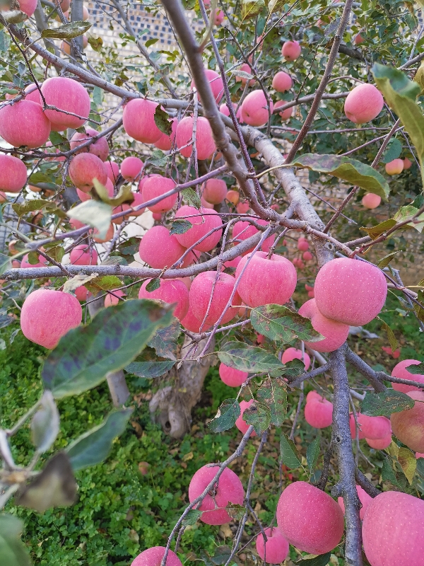 延安宜川红富士