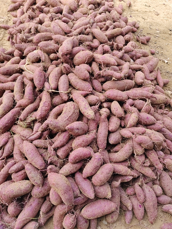 山东临沂莒南，常年供精品电商紫薯，各种红薯