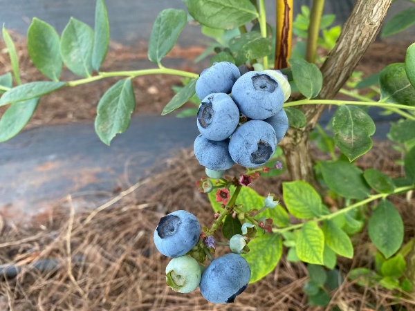 云南澄江抚仙湖露天蓝莓大量供应，一手货源