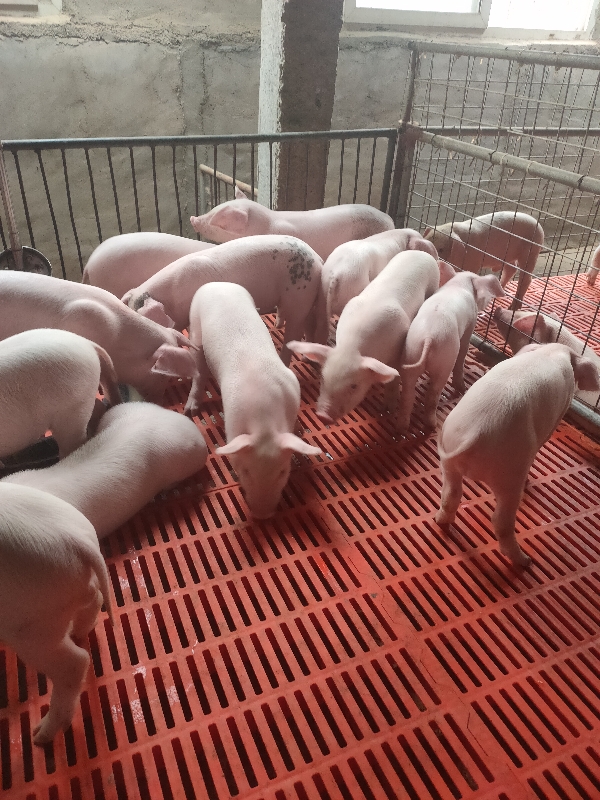 优质猪苗-三元猪场直销20-60斤小猪出售，包成活