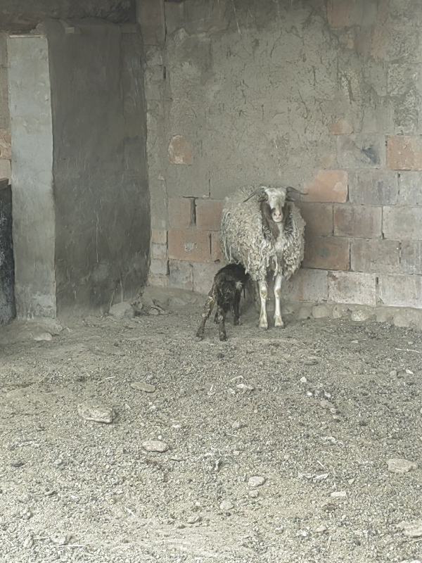 武威市祁连乡马场村放羊的山羊成群出售