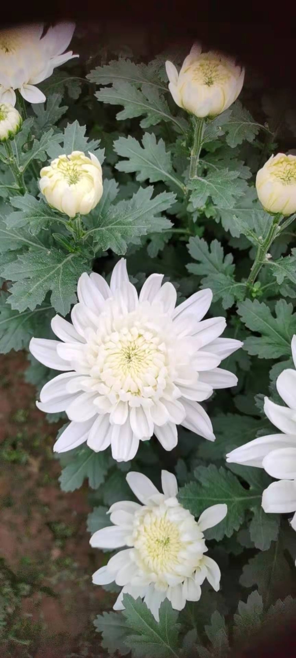 菊花，白菊花，金丝黄菊，白善种植自销直批零