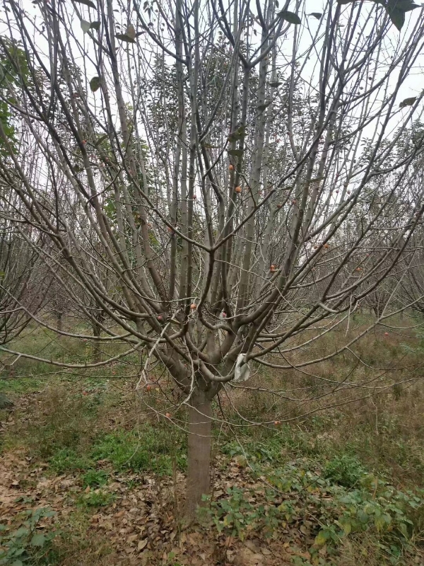 绚丽海棠，垂丝海棠，北美海棠，西府海棠，冬红海棠