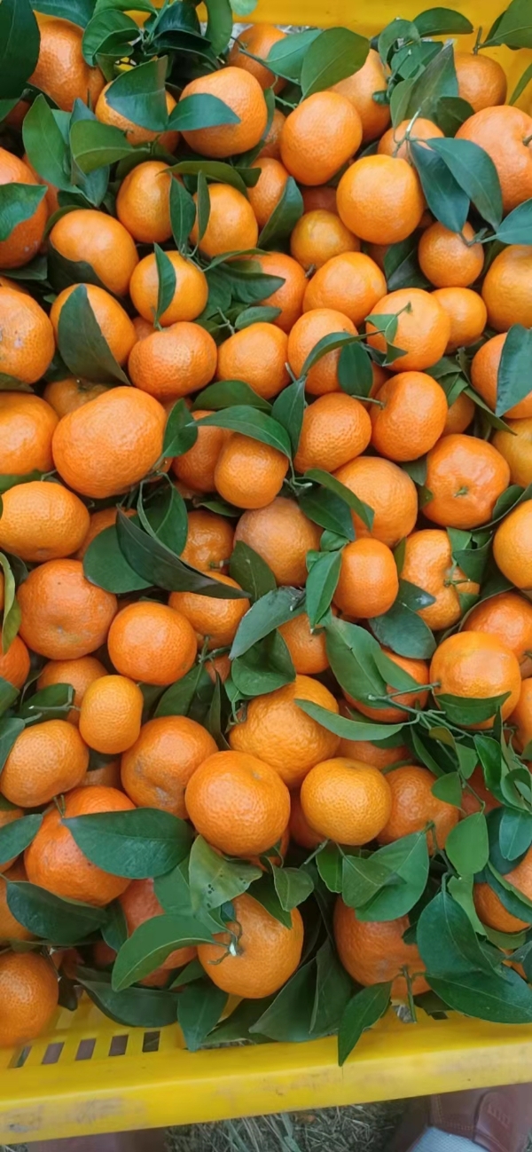 砂糖橘，产地直供，可代收代办