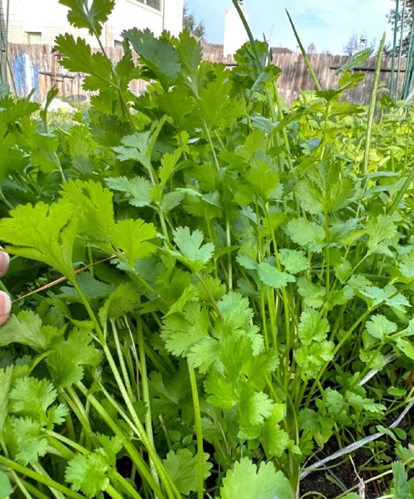 河北新乐农户绿色种植香菜芫荽绿色新鲜现货