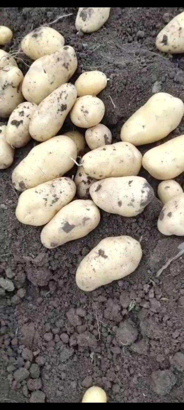 大量土豆供应，价格实惠质量保障