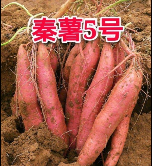 秦薯五号红薯苗陕西省红薯苗育种基地