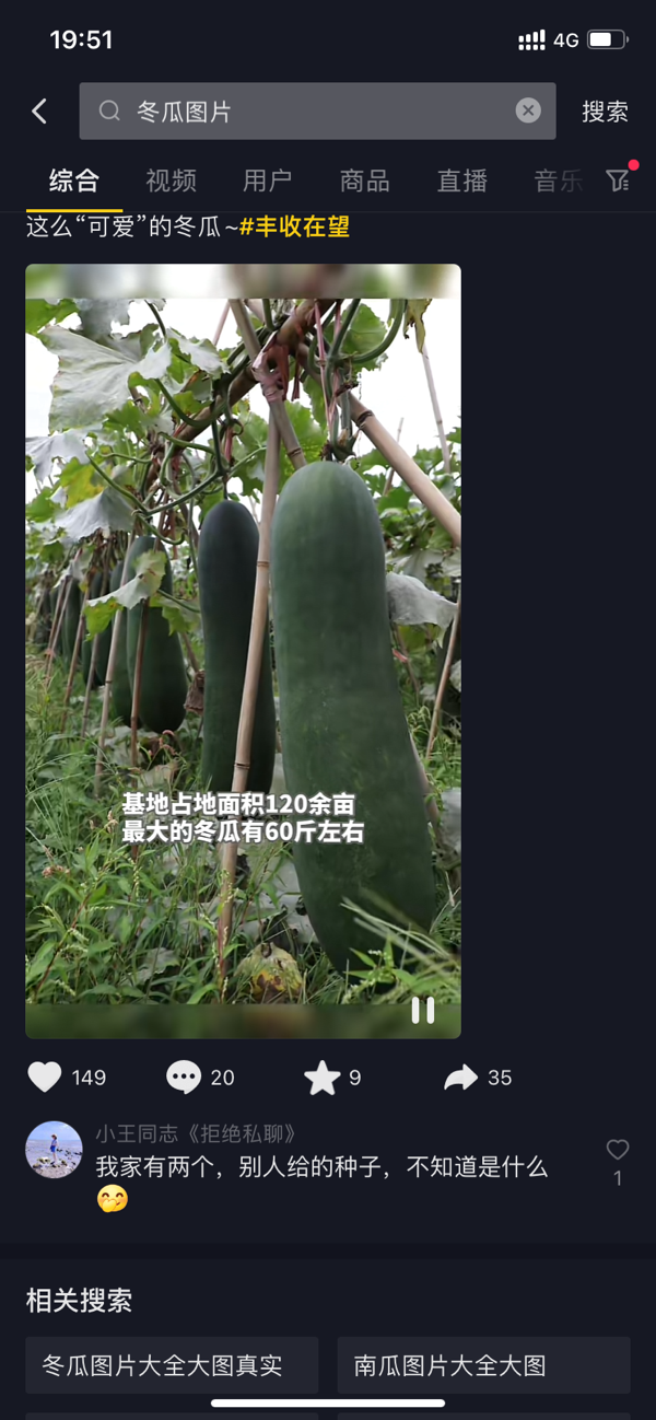 供应莴苣,江苏盐城市13196898116