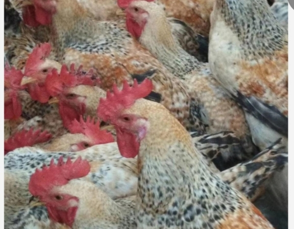 收购活体大公鸡芦花鸡绿壳体淘汰母鸡。