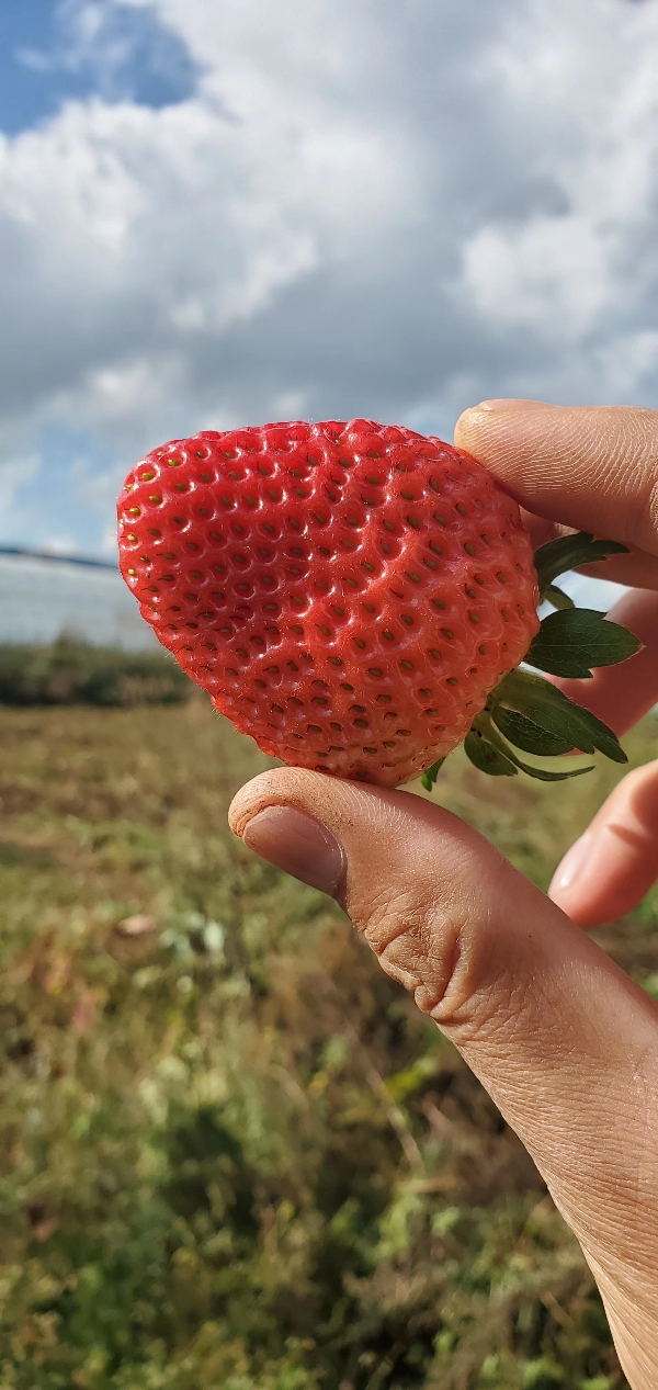 云南省烘焙茶饮专用草莓基地直发