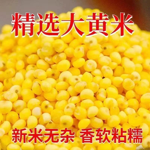 工厂直供大黄米货源充足保质保量欢迎到厂详谈