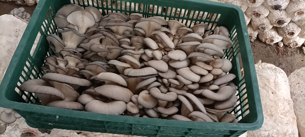 陕西兴平平菇养殖  平菇食用菌  蘑菇