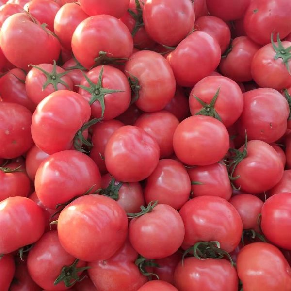 山东费县西红柿大量上市，诚邀全国客户，前来参观收货