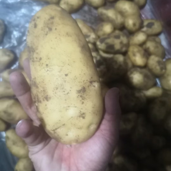 山东土豆价格土豆荷兰十五土豆产地