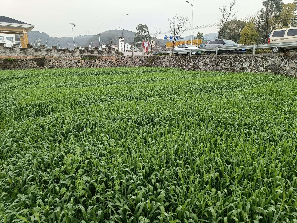 小麦浙江温州瓯海