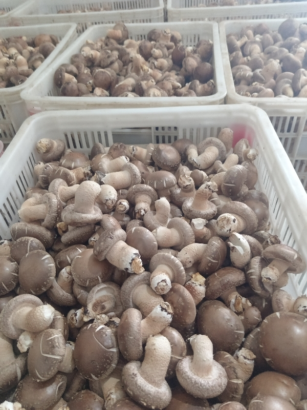嵩县香菇深井喷洒农户自己辛勤种植