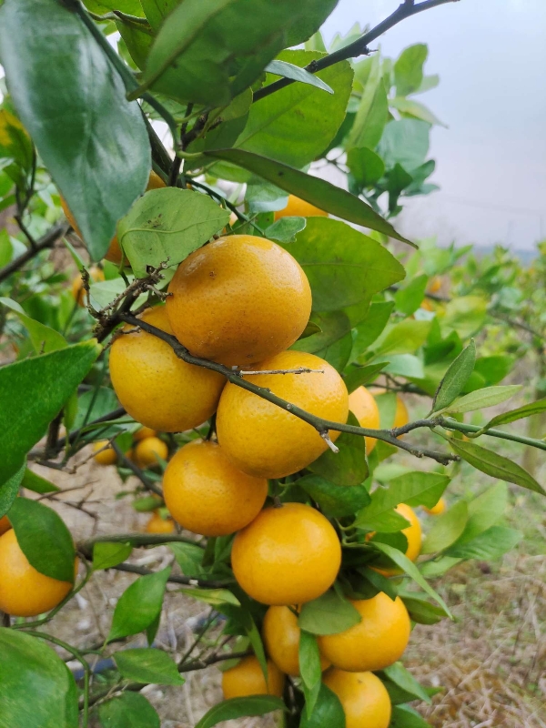 湖南永州皇帝柑，果品质量好，清甜可口。