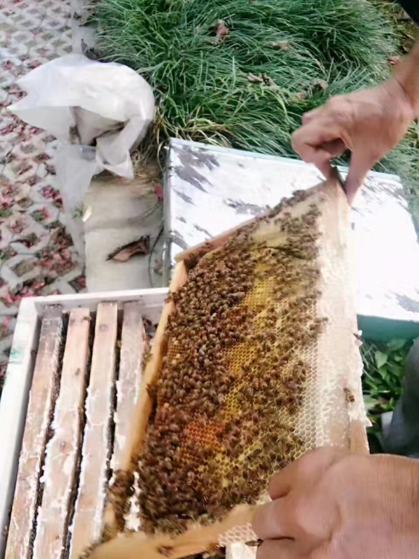 农户中蜂养蜂人