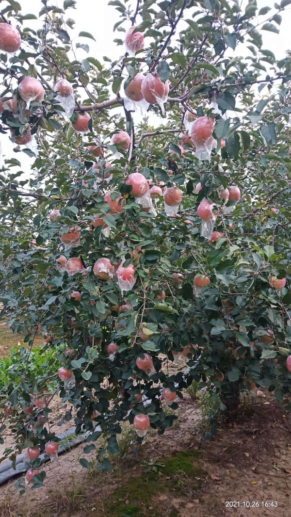 供应山东潍坊红富士苹果产地直发