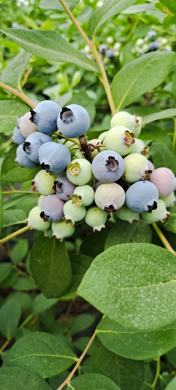 山东临沂蓝莓