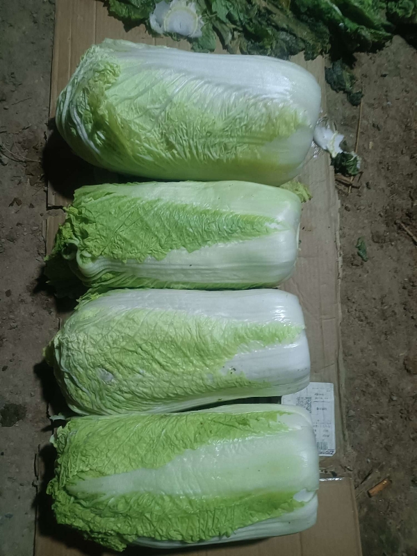 杠二大白菜，一等品质，产地辽宁省锦州市凌海