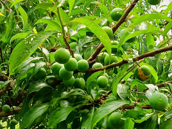 五月翠，茵红李。