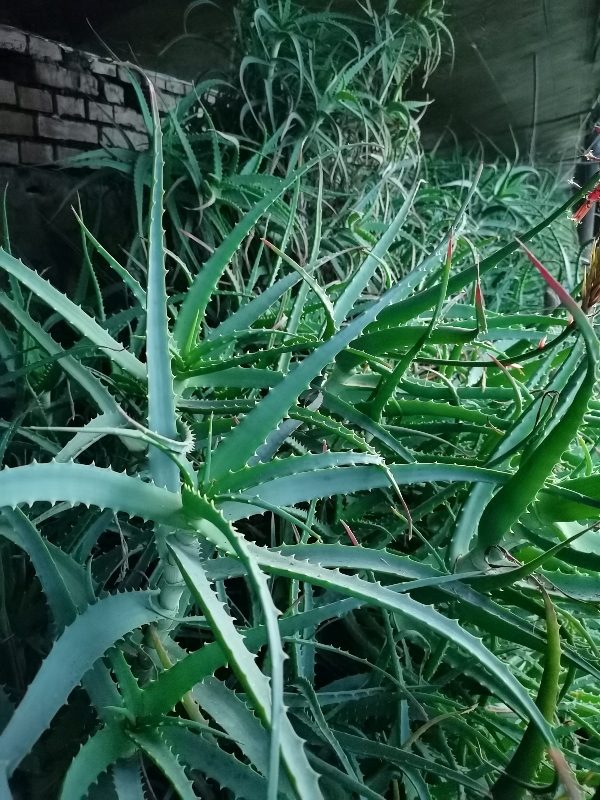 辽宁鞍山木立芦荟(多年生)