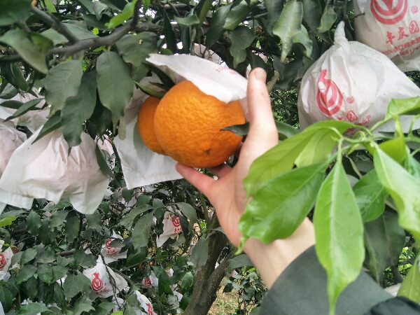 四川眉山青见柑橘大量上市，物美价廉，欢迎采购